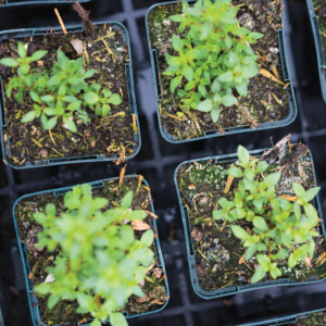 Herbal Schools 39 Žalieji augalai su šviežiais lapais.