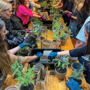 Herbal Schools 9 Žmonės, užsiimantys sodininkyste ir eksperimentuojantys su vaistažolėmis vaistažolių mokyklos renginyje, mokosi, kaip prižiūrėti augalus ir kaip juos naudoti.
